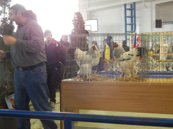 DSCN0901 - expozitie brasov 2014