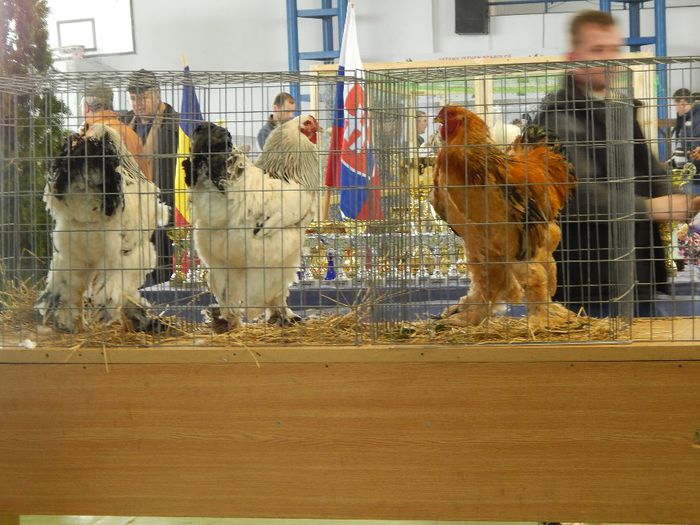 DSCN0902 - expozitie brasov 2014