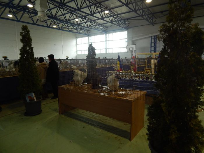 DSCN0918 - expozitie brasov 2014