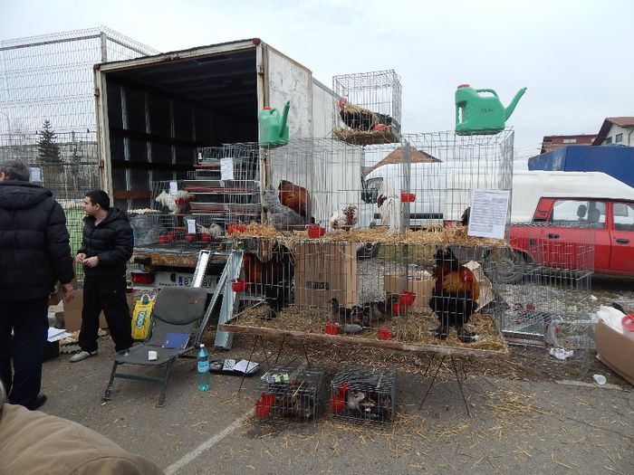 DSCN0929 - expozitie brasov 2014