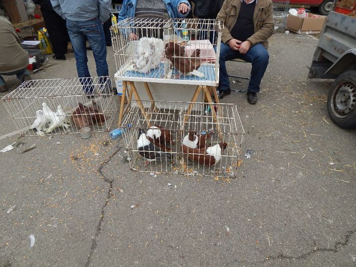 DSCN0930 - expozitie brasov 2014