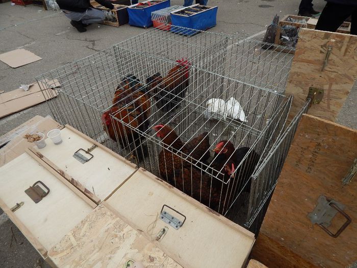 DSCN0932 - expozitie brasov 2014