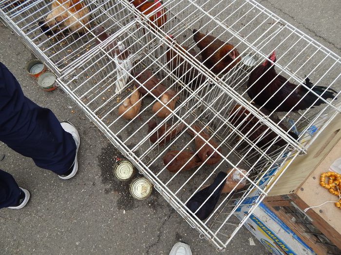 DSCN0933 - expozitie brasov 2014