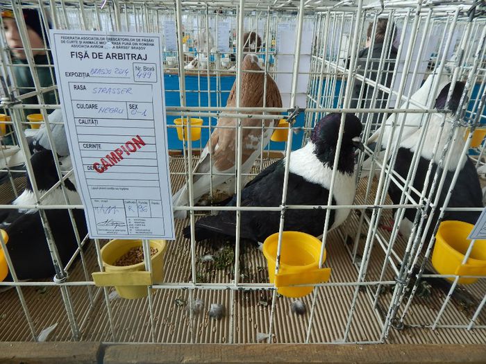 DSCN0935 - expozitie brasov 2014