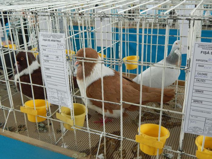 DSCN0941 - expozitie brasov 2014