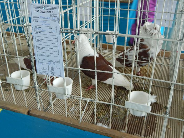 DSCN0945 - expozitie brasov 2014