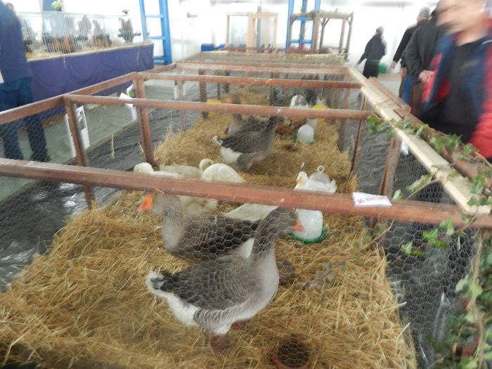 DSCN0950 - expozitie brasov 2014