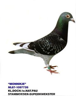 Monnikaje - Ascendentii celebri ai porumbeilor mei