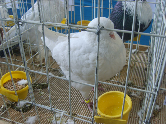 S8305297