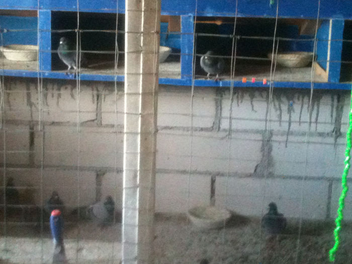 IMG_0119 - A   lot - zuratori   _ 2014