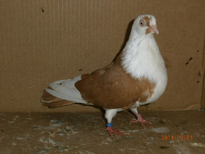 FEMELA 2012