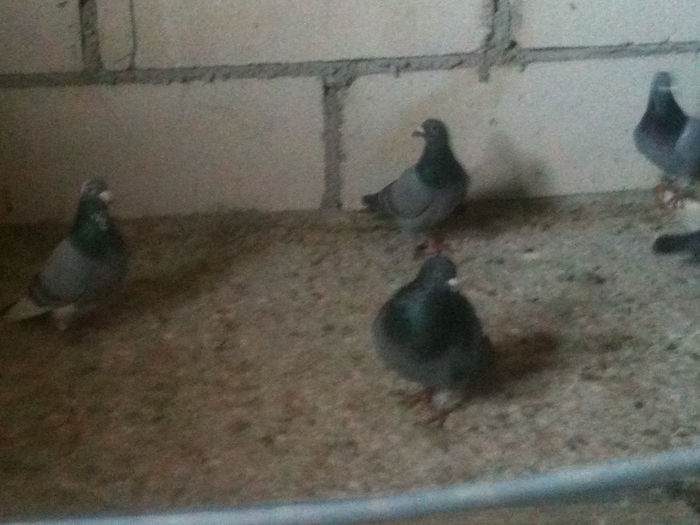 IMG_0121 - A   lot - zuratori   _ 2014