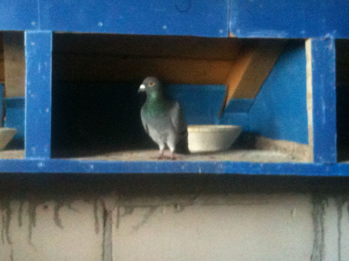 IMG_0123 - A   lot - zuratori   _ 2014