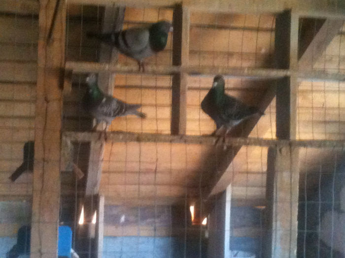 IMG_0152 - A   lot - zuratori   _ 2014