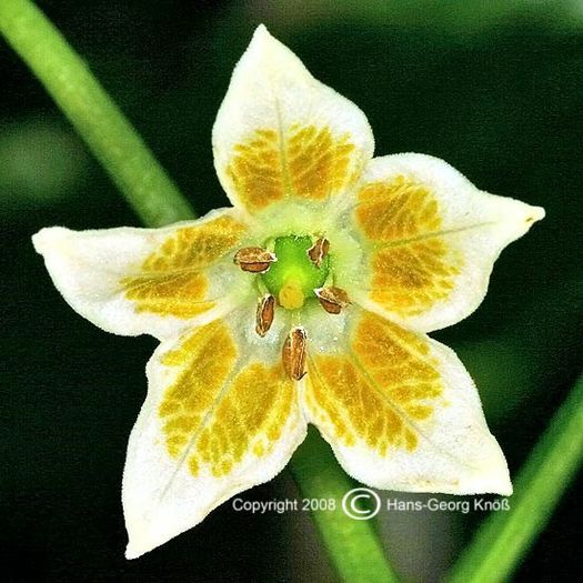 Chilli bell-floare; (Ubatuba cambuci)
