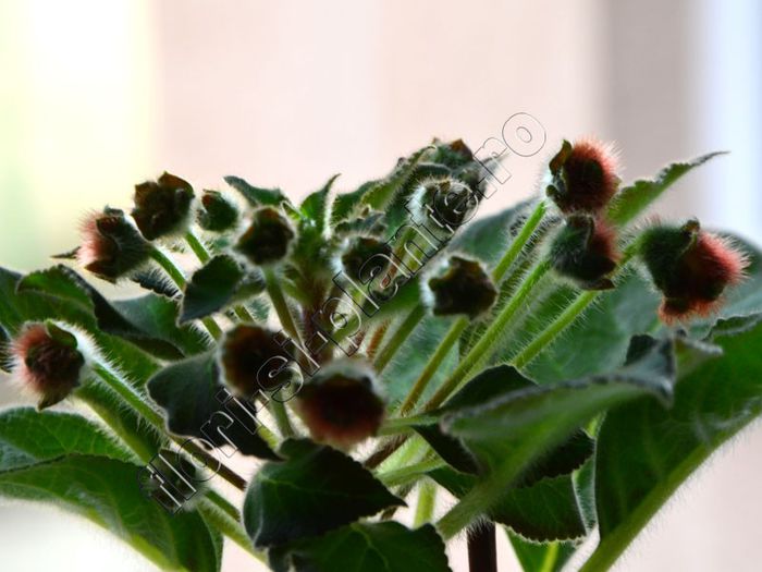 Kohleria Luci s ??? - KOHLERIA IV - Hibrizii mei - My hybrids