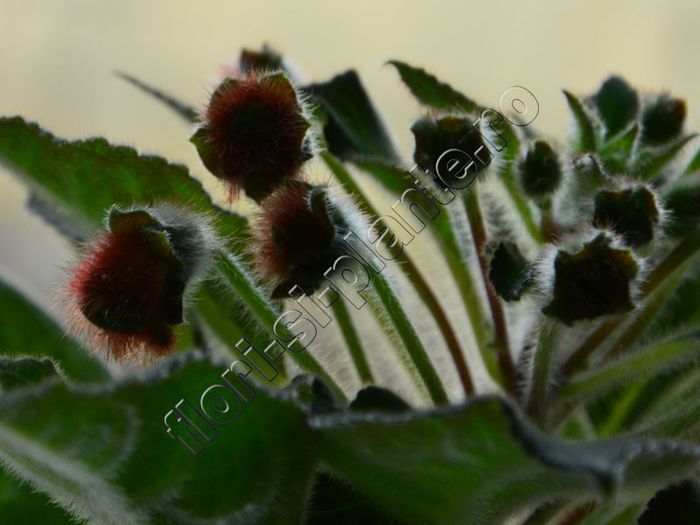 Kohleria Luci s ??? - KOHLERIA IV - Hibrizii mei - My hybrids