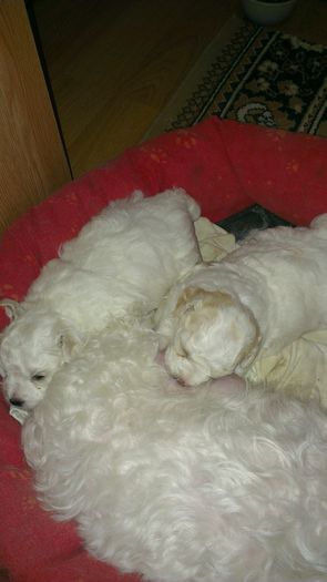 IMAG0182 - o fetita bichon bolognese