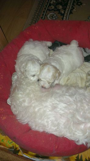 IMAG0183 - o fetita bichon bolognese