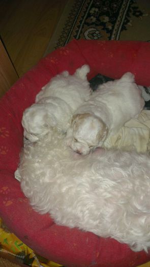 IMAG0184 - o fetita bichon bolognese