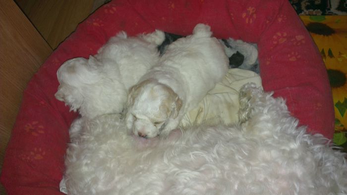 IMAG0185 - o fetita bichon bolognese