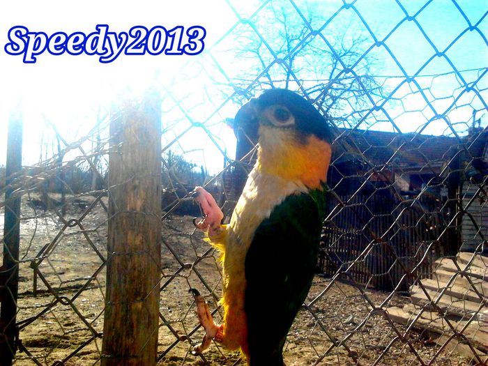 Feb. - 2014 ,-  Caique  Jojo