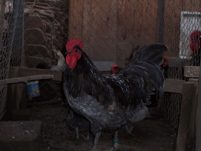 100_6857 - 2014 Australorp albastru II