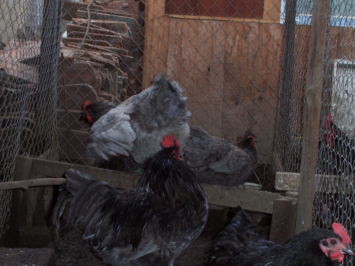 100_6844 - 2014 Australorp albastru II