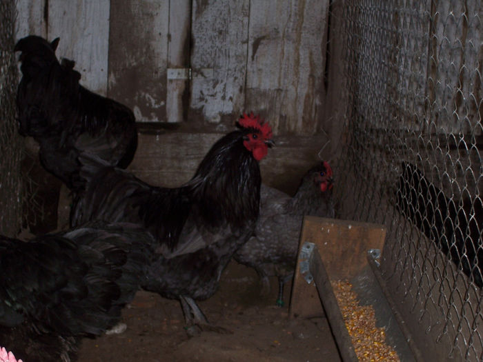 100_6846 - 2014 Australorp albastru II