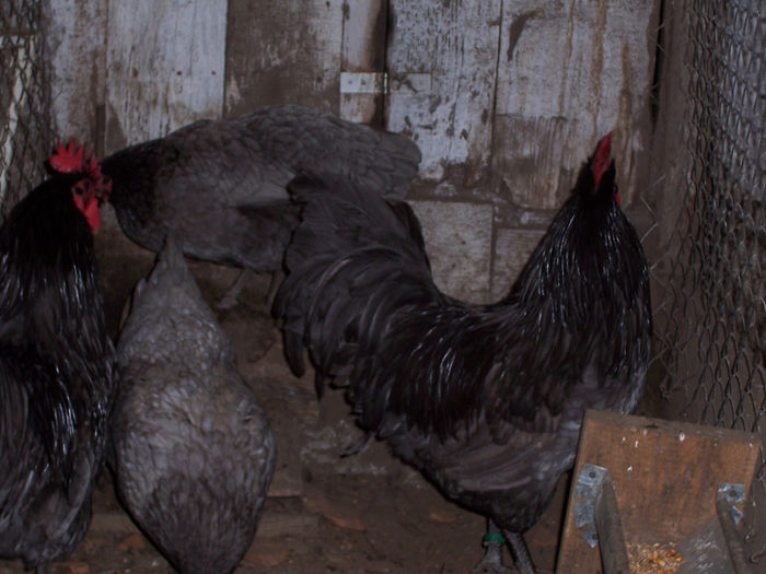 100_6851 - 2014 Australorp albastru II