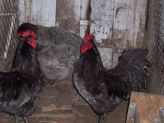 100_6852 - 2014 Australorp albastru II