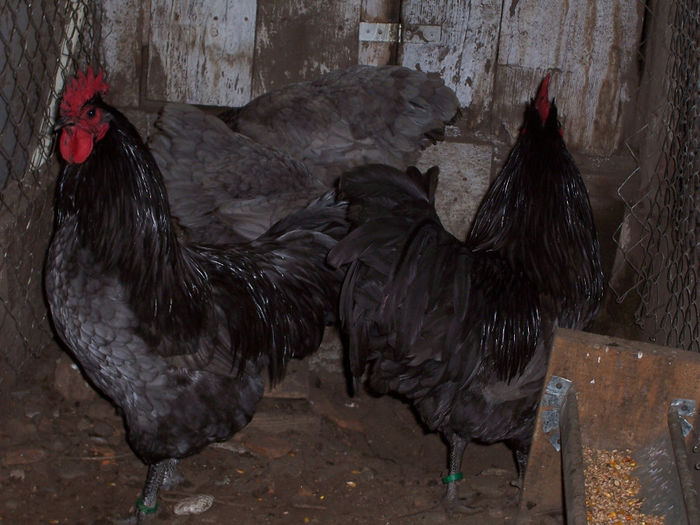 100_6854 - 2014 Australorp albastru II