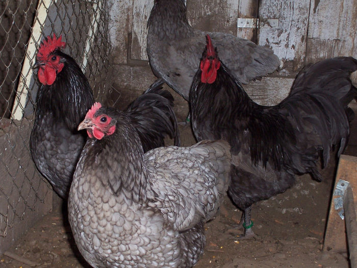 100_6855 - 2014 Australorp albastru II