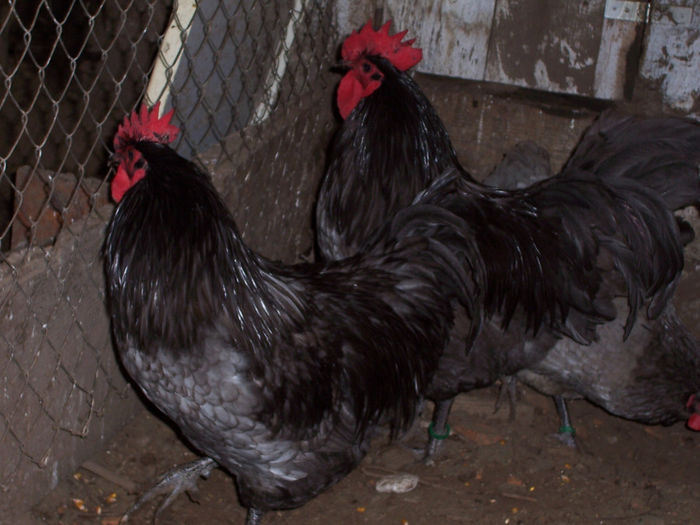 100_6856 - 2014 Australorp albastru II