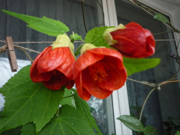 Abutilon 1 - Primele flori - 2014