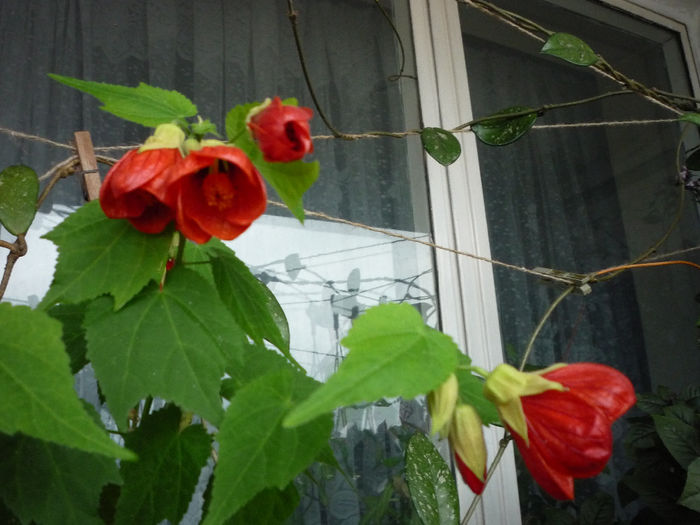 Abutilon - Primele flori - 2014