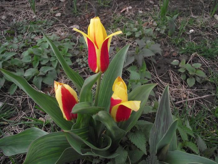 hetyke tulipán - lalele