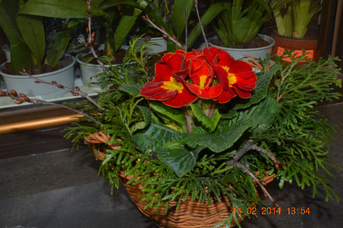 DSC_0006 - Florile mele 2014