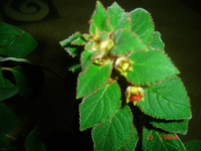 kohleria(e gata sa infloreasca) - flori