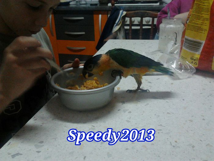 2014-02-24 - Jojo la masa de seara - Papagali Caique de Vanzare