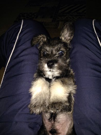 image - B- Schnauzer pitic-sare si piper