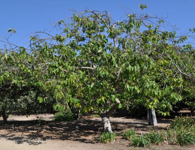 Cherimoya; (Annona cherimola)original din america cebtrala
