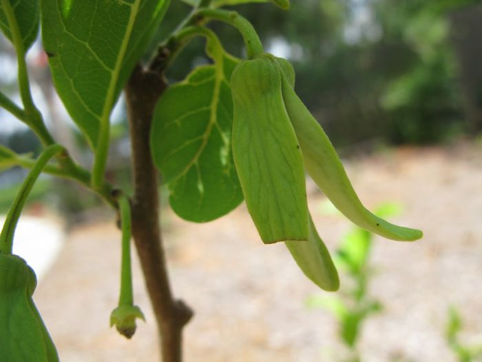 Cherimoya-floare feminina; (Annona cherimola)
