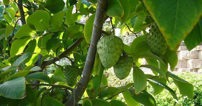 Cherimoya-Tree[1] - arbusti exotici