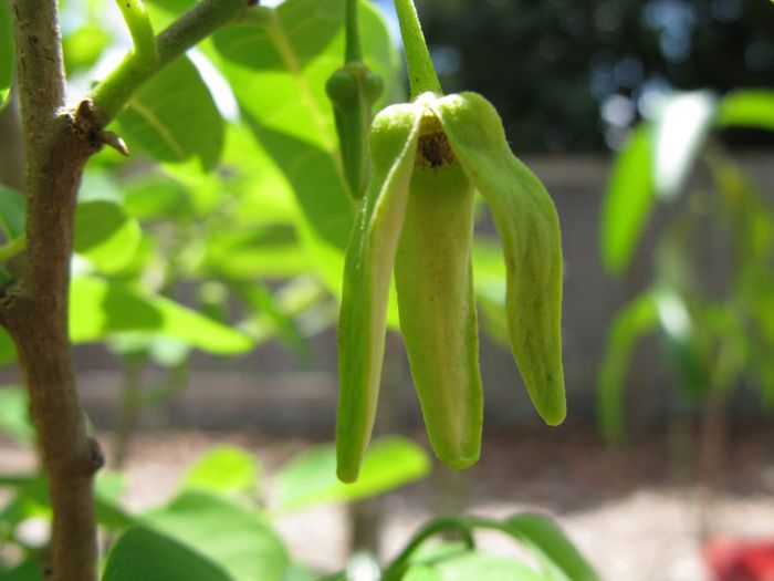 Cherimoya-floare masculina - arbusti exotici