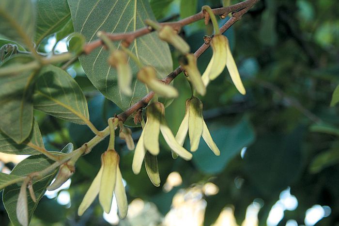 Cherimoya-flori; (Annona cherimola)
