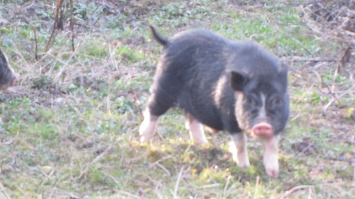 Porci vietnamezi - 8 PORCI VIETNAMEZI - nu mai detin