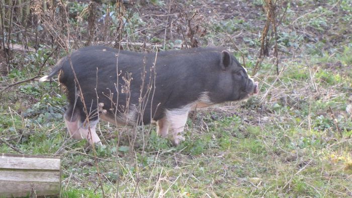 Porci vietnamezi - 8 PORCI VIETNAMEZI - nu mai detin