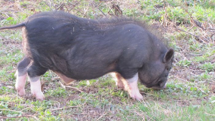 Porci vietnamezi - 8 PORCI VIETNAMEZI - nu mai detin