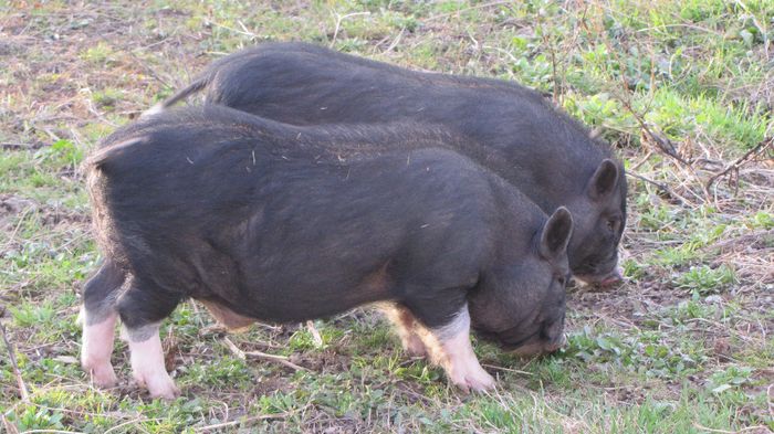 Porci vietnamezi - 8 PORCI VIETNAMEZI - nu mai detin